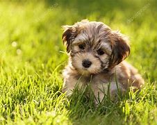 Image result for Cute Havanese Puppies