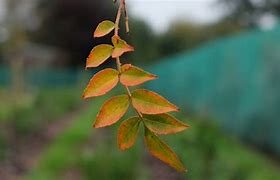 Image result for Welsh Tea