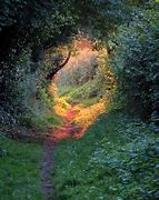 Image result for Staright Forest Path