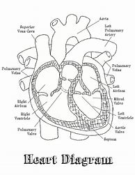 Image result for Blank Heart Diagram Worksheet