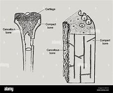 Image result for Cancellous Bone Tissue Drawing