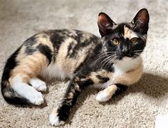 Image result for Dappled Red Cat