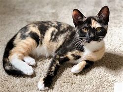 Image result for Black and Grey Mottled Cat