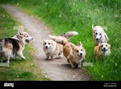 Image result for Corgi Playing