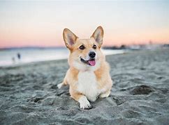 Image result for Best Corgi