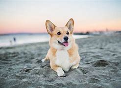 Image result for Adorable Corgi