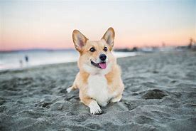 Image result for Corgi with Buzz Cut