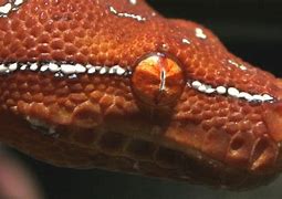 Image result for Snake Eye Diagram