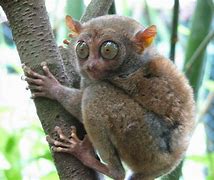 Image result for 10 Weird Animals