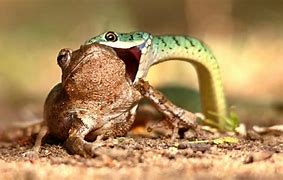 Image result for How to Catch Snakes