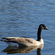 Image result for Canada Goose Species