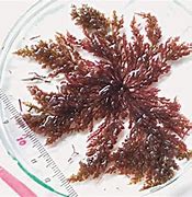 Image result for Taranaki Seaweed Species