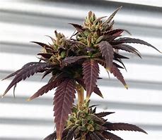 Image result for OG Kush CBD