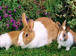 Image result for Rabbit Desktop