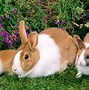 Image result for Rabbit Desktop