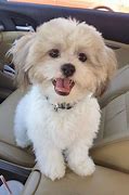 Image result for Maltese and Shih Tzu Mix