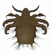 Image result for Crabs Skin Disease