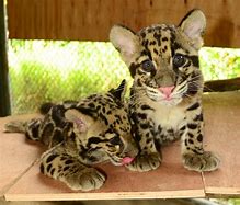 Image result for Clouded Leopard Babies