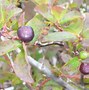 Image result for Wild Berry Leaf