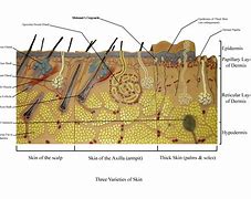 Image result for Thin Skin Model Labeled