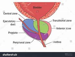 Image result for Prostate Parts