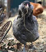 Image result for Blue Chicken Breeds With