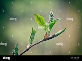 Image result for New Flowers and Fresh Leaves On Trees