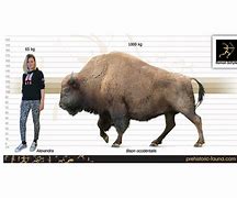 Image result for Bison Occidentalis