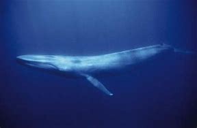 Image result for Blue Whale Aquarium of the Pacific