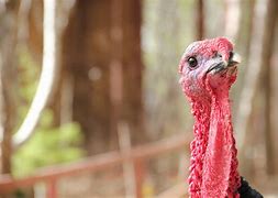 Image result for Turkey Animal Picture