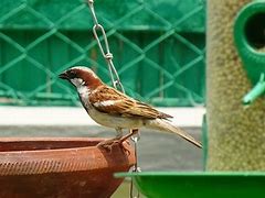 Image result for Male House Sparrow Bird