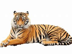 Image result for Cute Tiger PNG