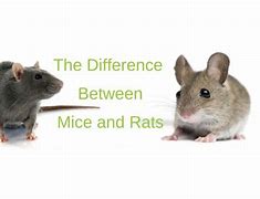 Image result for Mause Vs. Rat