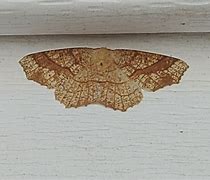 Image result for Tennessee Moths