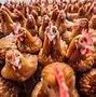 Image result for Poultry Pictues