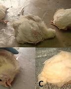 Image result for Neurologic Chickens