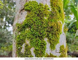 Image result for Flora Tundra Lumut