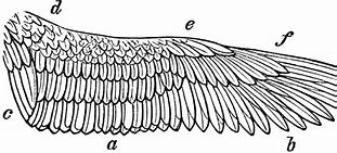 Image result for Kestrel Wing Anatomy