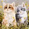 Image result for Spring Cat Screensavers