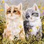 Image result for 3 Spring Cat Wallpaper