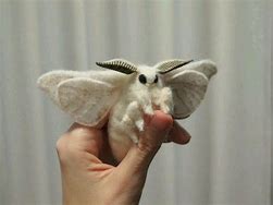 Image result for Australian Poodle Moth