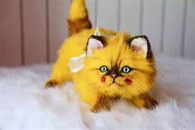 Image result for Yellow Cat for Kids