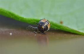 Image result for Baby Stink Bug