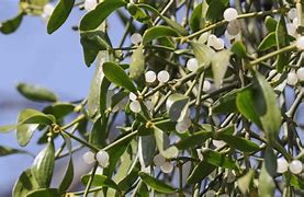 Image result for Mistletoe Plant