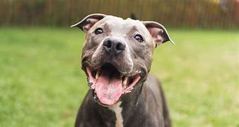 Image result for About Pit Bulls