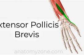 Image result for Extensor Pollicis Brevis