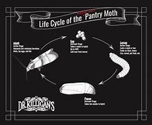 Image result for Bird Seed Moth Life Cycle