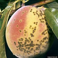 Image result for Identify Tree Disease Leaf Peach