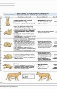 Image result for Cat Pain Scale