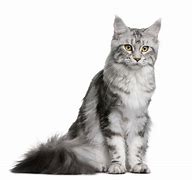 Image result for What Is the World Biggest Cat